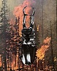 plakaty Plakat Fire Beetle - surrealistyczny kolaż 1