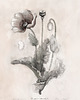 grafiki i ilustracje Mak  50x70 cm 5