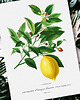 plakaty Plakat Cytryna 4