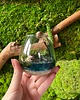 dodatki - różne Terrarium natura zamknięta w szkle 1
