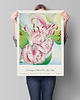 plakaty Georgia O'Keeffe - Exhibition Poster 1