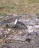 pierścionki - różne Kamień księżycowy - pierścionek regulowany 1
