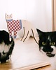 plakaty Plakat Nuddle the cat - dekoracja ścienna 1