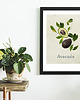 plakaty Plakat do kuchni, avocado 1