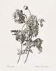 grafiki i ilustracje Zestaw Grafik Botanicznych Vintage  2