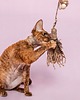 Zabawki dla zwierząt Wędka WILD CAT z chwostem classic & BIRD 3