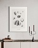 grafiki i ilustracje Muszle   print 50x70 cm 1