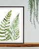 grafiki i ilustracje ZESTAW 3  botaniczne akwarela paproć 6