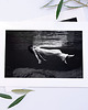 fotografia Fotografia z passe-partout; Źródło Weeki Wachee, Floryda 2