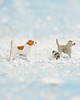 kolczyki ceramiczne Jack russell terrier mini- ceramiczne kolczyki 1