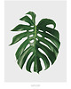 plakaty Plakat - Monstera A4 2
