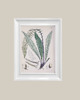 grafiki i ilustracje Ilustracje botaniczne paproć vintage 2