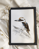 obrazy Akwarela kookaburra - dacelo 2