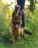 smycze i obroże dla psów i kotów Smycz skórzana 3