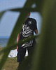t-shirty męskie Czarny długi T-shirt Gotta Lotta Waves 3