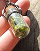 wisiory moss... mini 1