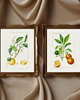 grafiki i ilustracje DWA PLAKATY galeria botaniczne owoce cytrusowe 5