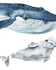 naklejki ścienne do pokoju dziecka Oceanic World - Ocean, Walenie, Naklejki Ścienne 1