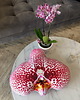 poduszki z grafiką Poduszka Duży Storczyk Orchidea Phalaenopsis 2