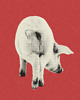 plakaty Plakat KISS MY... PIG (DUO) 4