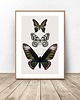 plakaty Kolorowy plakat na ścianę z motylami 50x70 (500mm x 700mm) 1