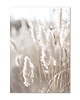 plakaty Plakat  - Trawy Boho 2