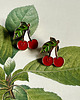 przypinki Pin Happy Cherry- Wiśnia- Czereśnia- Piny 1