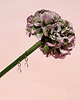 kolczyki szklane Flora - krótkie kolczyki krople 3