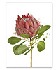 plakaty PLAKAT (poster) KWIAT PROTEA 1