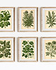 grafiki i ilustracje PLAKATY DO KUCHNI zioła botaniczne vintage 1