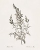 grafiki i ilustracje Zestaw Grafik Botanicznych Vintage 1