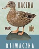 plakaty Plakat Kaczka (wcale nie) dziwaczka 1