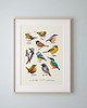 plakaty Plakat Zestaw "Ptaki" I i II 50x70 cm 2