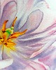 obrazy "Delikatne płatki tulipanów" 15*20 cm/ akwarela 5