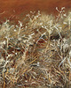 tapety i naklejki ścienne Tapeta - Organic Flow 1