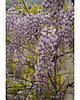 fotografia Zwisająca wisteria I 1