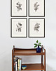 grafiki i ilustracje Zestaw Grafik Botanicznych Vintage  7