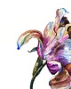 obrazy "Kolorowy tulipan" 29.5*41.5 cm/ akwarela 5