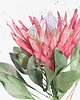 grafiki i ilustracje Protea, grafika, akwarela 6