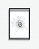 plakaty Plakat  Passiflora caerulea II 1