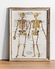 plakaty Plakat retro- anatomia 3