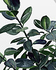 grafiki i ilustracje Peperomia - ilustracja botaniczna 2