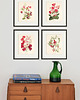 grafiki i ilustracje Zestaw Grafik Botanicznych Vintage 4