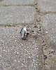 pierścionki - różne Kolorowa kraina - pierścionek regulowany 3