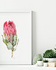 grafiki i ilustracje Protea, grafika, akwarela 2