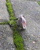 pierścionki - różne Wiking - pierścionek regulowany 3