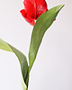 dodatki - różne Papierowy tulipan - czerwony - realistyczny 5