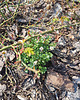 kolie Kolia Early Spring 5