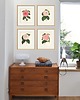 grafiki i ilustracje Zestaw Grafik Botanicznych Vintage 9