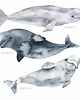 naklejki ścienne do pokoju dziecka Oceanic World - Delfiny Naklejki Na Ścianę 1